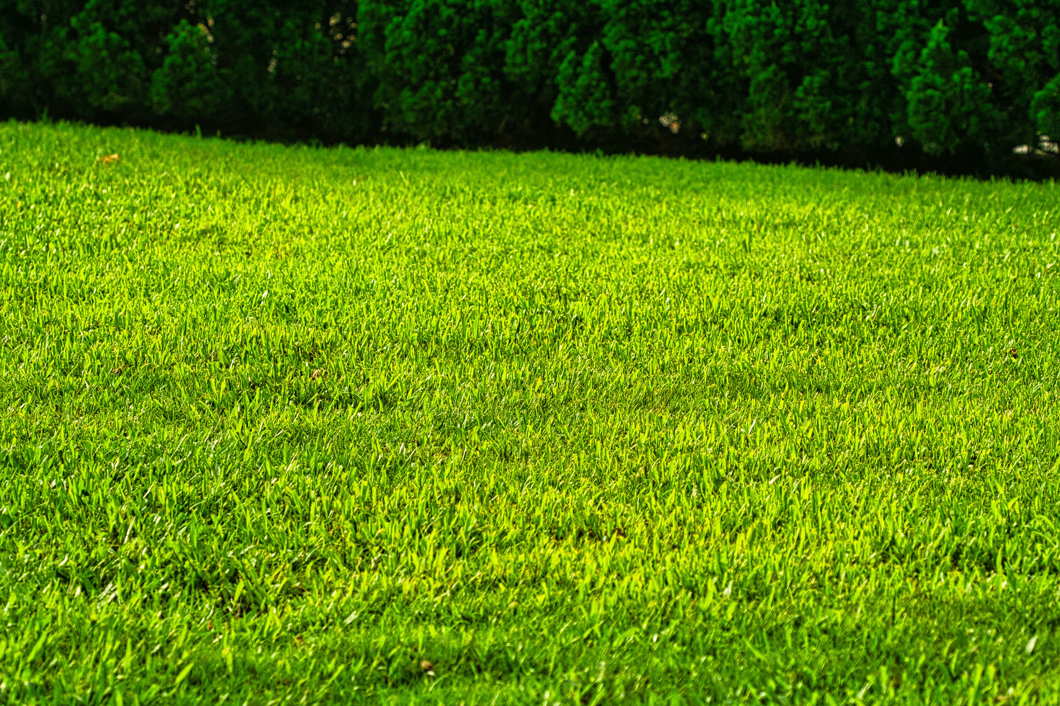 Lawn Care and Maintenance